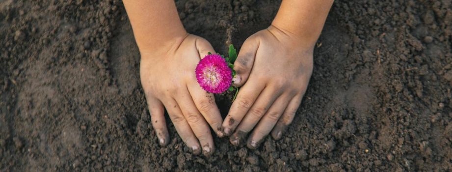 A child in the garden plants a flower. Selective focus. nature.