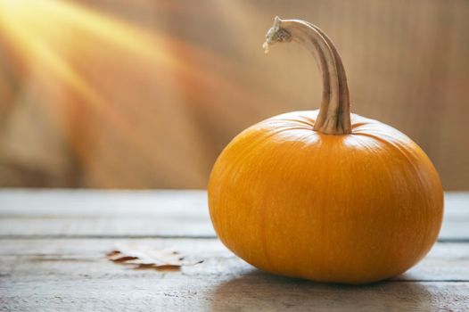 Autumn background with pumpkin. Thanksgiving Day. Selective focus. nature.