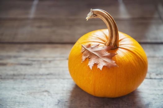 Autumn background with pumpkin. Thanksgiving Day. Selective focus. nature.