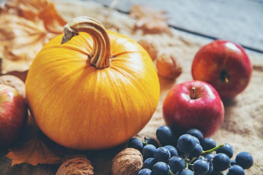 Autumn background with pumpkin. Thanksgiving Day. Selective focus. nature.