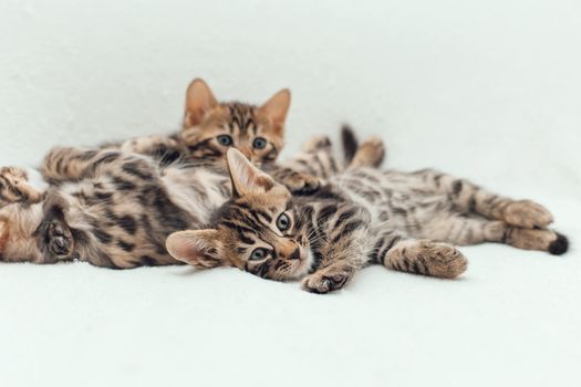 Three cute one month old kittens on a furry white blanket.