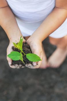 A child in the garden plants a plant. Selective focus. nature.