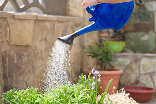 Gardener from watering can waters flower beds in garden yard closeup. Garden care concept