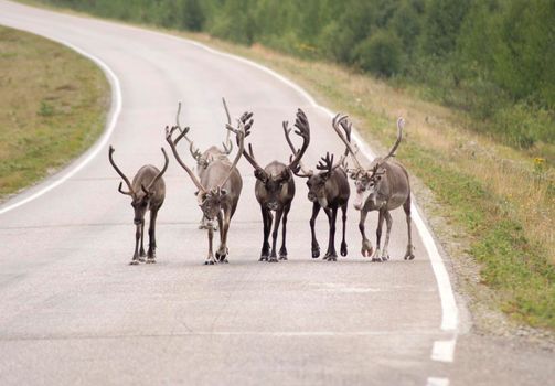 reindeer walking in a group on the road in Lapland, natural background. High quality photo