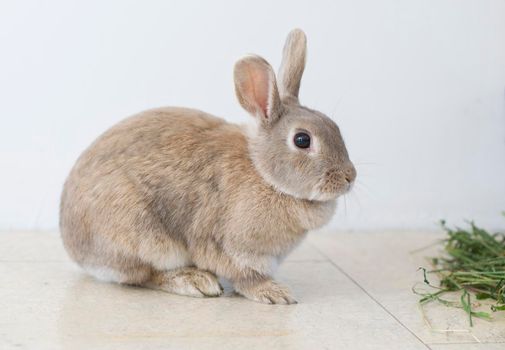 portrait of a fluffy beige rabbit eating grass, pet, cute animal, easter bunny, symbol. High quality photo