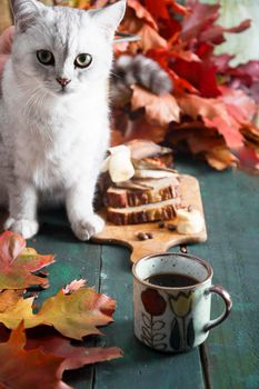 a curious kitten sits on a table with a banana pie against bright autumn leaves,. High quality photo