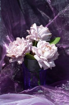 lilac roses in a blue glass on a chair against a background of purple chiffon fabric, still life in natural light, a beautiful design of Novalis roses. High quality photo