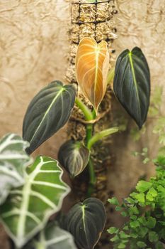 New leaf of young Philodendron Melanochrysum plant growing on a moss pole among other houseplants