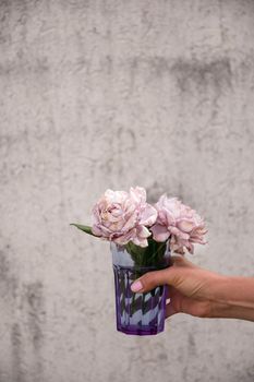 female hand holding a glass with fading buds of smoky lilac rose on a gray wall background. High quality photo