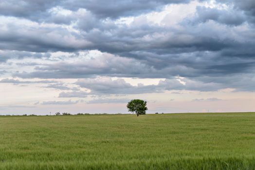 Beautiful landscape with field of ripe rye and blue summer sky