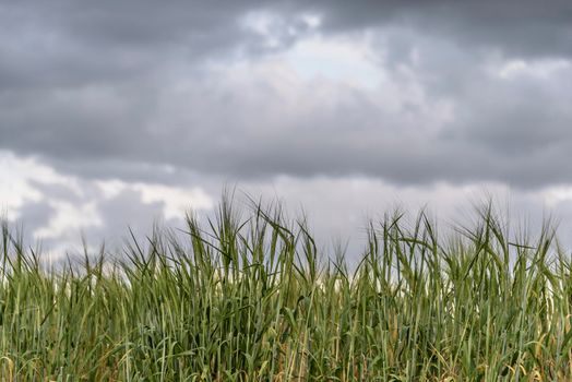 Beautiful landscape with field of ripe rye and blue summer sky