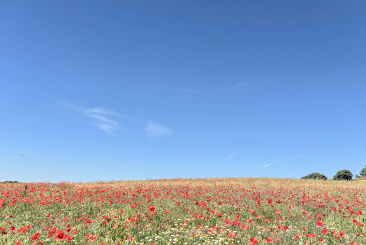 Red blooming poopy spring field