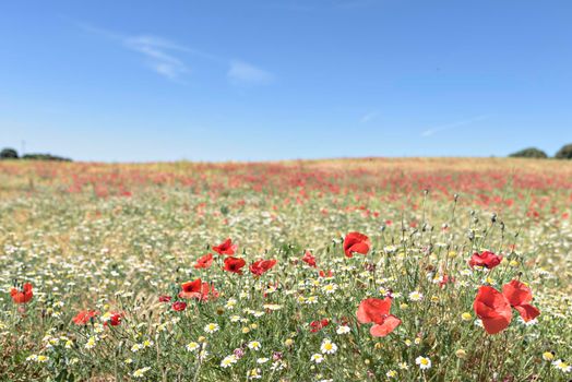 Red blooming poopy spring field