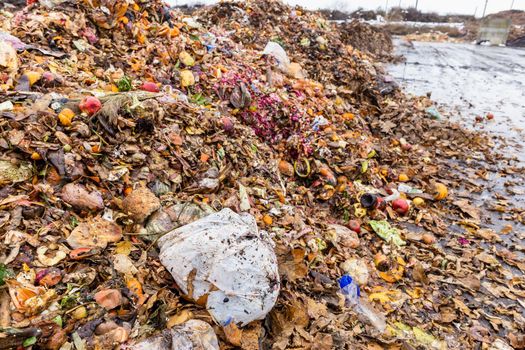 Plastic bag among organic waste heap at compost sorting and recycling station. Separate organic waste collection and compost