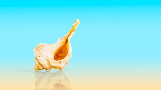 Florida Horse Conch Sea shell on blue and yellow gradient background with reflection. Summer seaside vacation concept 