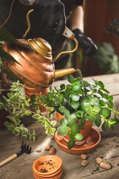 Female gardener wearing black rubber protective gloves pouring water into the flower pot after repot with a copper vintage can on the wooden table. Rustic style interior