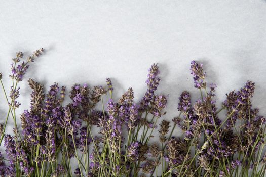 lavender bouquet on light gray background, natural aromatherapy. High quality photo