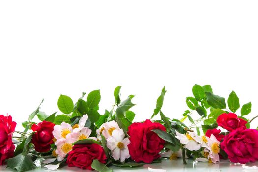 beautiful background of many red roses isolated on white background