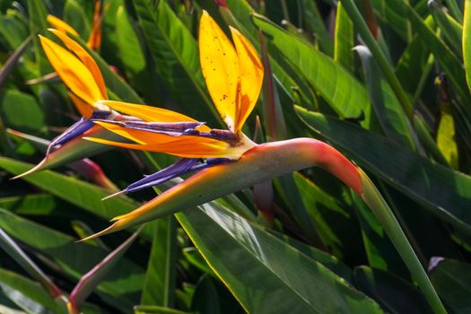 Bright orange strelitzia flowers in the sun rays