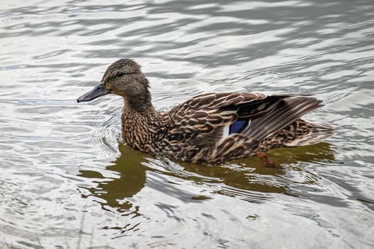 the little ducklings swim on the river in the Park