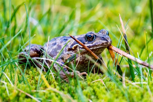 A common frog, Rana temporaria, hiding between the green gras and moss in Ireland.