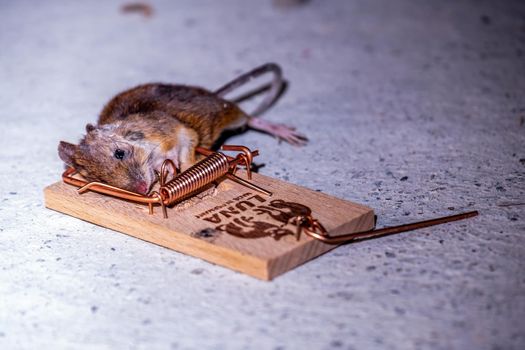 DONEGAL , IIRELAND - FEBRUARY 23 2021 : Mouse trapped in Mouse trap