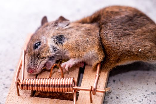 Mouse trapped in Mouse trap in the shed.