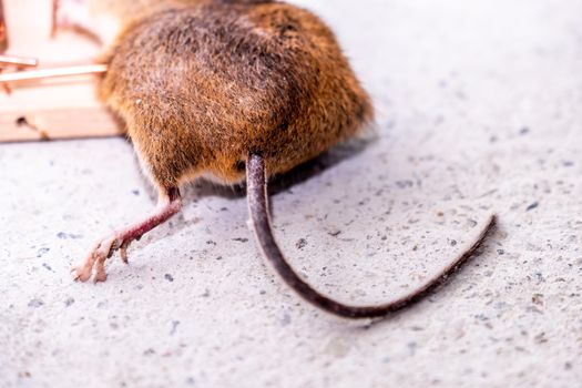 Back and tail of a Mouse trapped in Mouse trap in the shed.