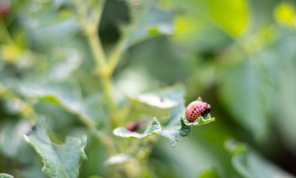 The Colorado beetle larva on potato leaves destroys potato plants and causes great damage to farms. Selective focus. Leptinotarsa decemlineata on a leaf. Dangerous pest for agriculture