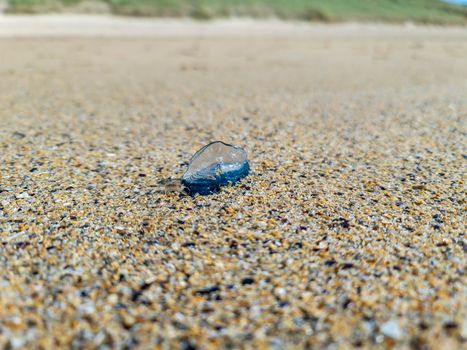 By the wind sailor, Velella Velella, washed up on Narin Beach, County Donegal - Republic of Ireland.
