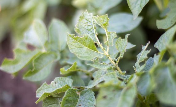 Close-up of potato leaves damaged by Colorado striped beetle larvae. Leptinotarsa Decemlineata. Serious potato pest in garden sunlight. The larvae of the Colorado potato parasite eat the leaves