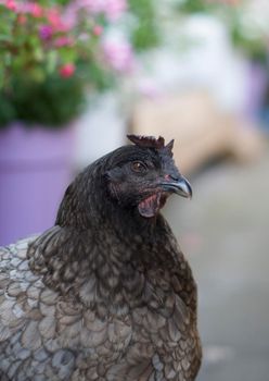 portrait of a gray hen with a small scallop close up, the hen looks straight into the eyes