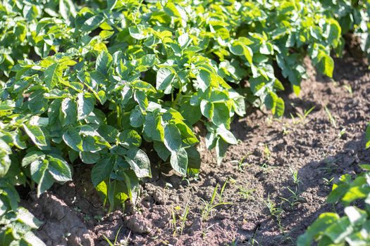 Green field of potatoes in a row. Potato plantations, solanum tuberosum. Harvest planted on an agricultural field. Summer agricultural landscape. The field is illuminated by the rays of the sun