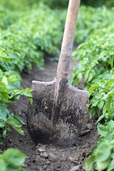 Shovel on the background of potato bushes. Harvesting. Agriculture. Digging up a young potato tuber from the ground, harvesting potatoes on a farm. Harvesting potatoes with a shovel in the garden