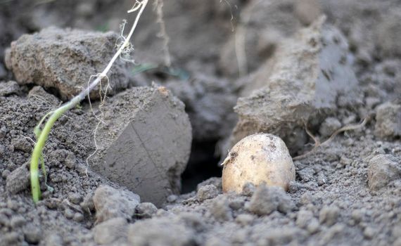 Fresh organic potatoes on the ground in a field on a summer day. Harvesting potatoes from the soil. Low angle freshly dug or harvested potatoes on rich brown ground. The concept of growing food