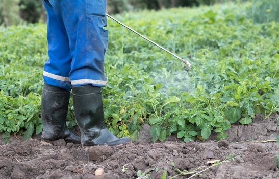 A farmer applying insecticides to his potato crop. The use of chemicals in agriculture. Fight against fungal infections and insects. A man sprays pesticides on a potato plantation with a hand sprayer
