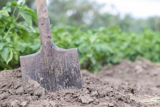 Shovel on the background of potato bushes. Harvesting. Agriculture. Digging up a young potato tuber from the ground, harvesting potatoes on a farm. Harvesting potatoes with a shovel in the garden