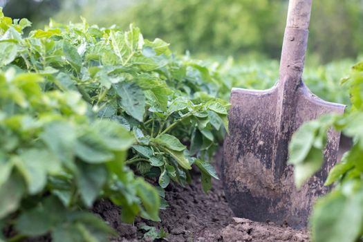 Shovel on the background of potato bushes. Digging up a young potato tuber from the ground on a farm. Digging potatoes with a shovel on a field of soil. Harvesting potatoes in autumn