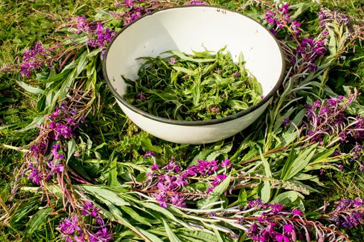 Process of fermentation of tea. Manual processing Ivan tea fermentation. High quality photo