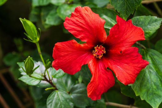 Large red hibiscus flower on a bush close up