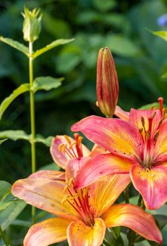 Pink lilies are given to lovers on Valentine's Day in February. High quality photo