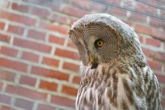 Close-up of a large gray owl in the wild