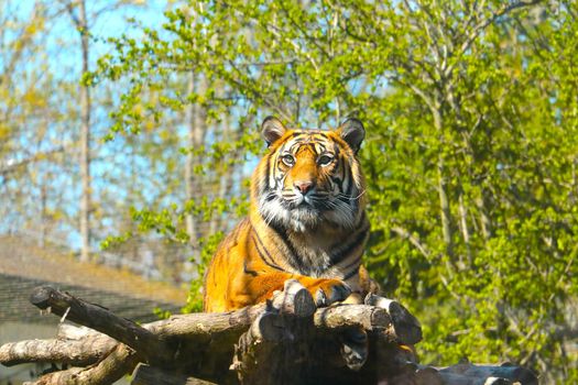 Close-up of a beautiful tiger lying on a tree