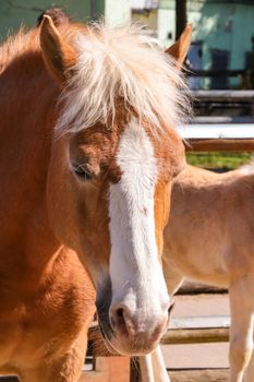 Close up of a beautiful horse. Pets