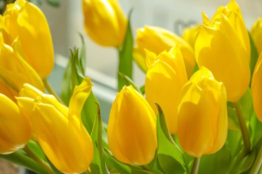 Close-up of a bouquet of blooming yellow tulips in spring