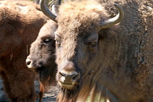 Close-up of an adult bison in the wild. A herd of bison