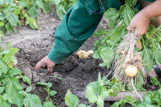 Harvesting potatoes from the soil. Newly dug or harvested potatoes on rich brown ground. Fresh organic potatoes on the ground in a field on a summer day. The concept of growing food. New potatoes