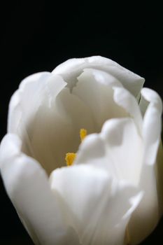 A white tulip flower on a black background. The background of the flower