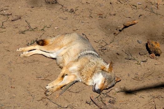 A wolf lies on the sand and basks in the sun. Wild animals. The wolf is a species of carnivorous mammals from the canine family. Dead dog on the ground. Animal disease