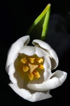 Top view of a blooming tulip on a black background